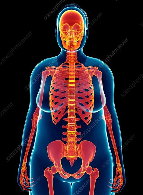 Female Skeletal System Illustration Stock Image F0158696