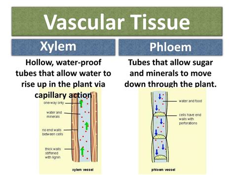 Ppt Plant Tissues Structure And Function Powerpoint