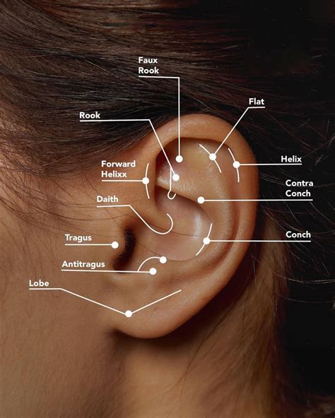 Ear Piercing Chart 17 Types Explained Pain Level Price Photo Vlr