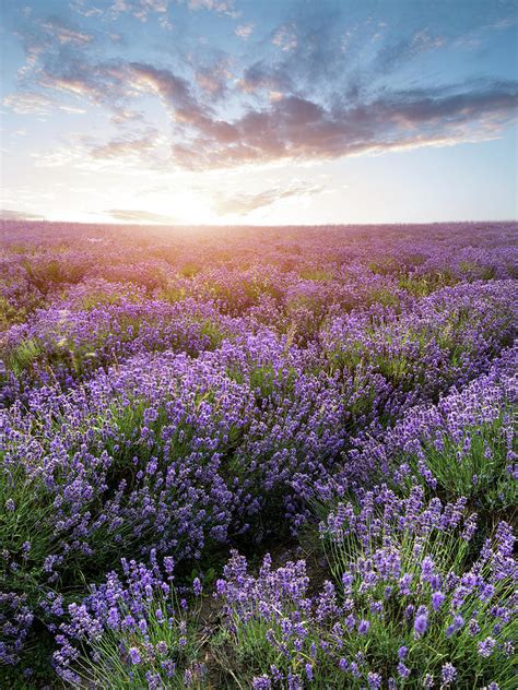 Beautiful Dramatic Misty Sunrise Landscape Over Lavender Field I