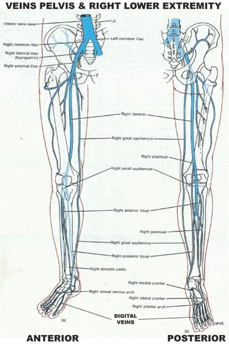 Venous Anatomy Lower Extremity Anatomical Charts And Posters