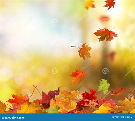 Autumn Falling Maple Leaves Stock Photo Image Of Environment Clean