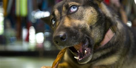 Your Dog Is Probably Eating A Lot Of Bull Penises And You Don't Even