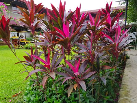 Ornamental Plants For Front Yard G4rden Plant