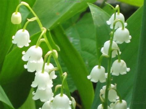 Good Witches Magickal Flowers And Herbs Lily Of The Valley