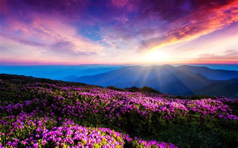 Purple Flowers Sky Clouds Sunset Rays Mountains Wallpaper Nature
