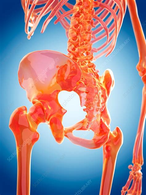Human Hip Joint Stock Image F0162829 Science Photo Library