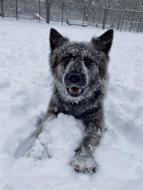 Abominable Snow Dog Living Her Life Best Life Raww