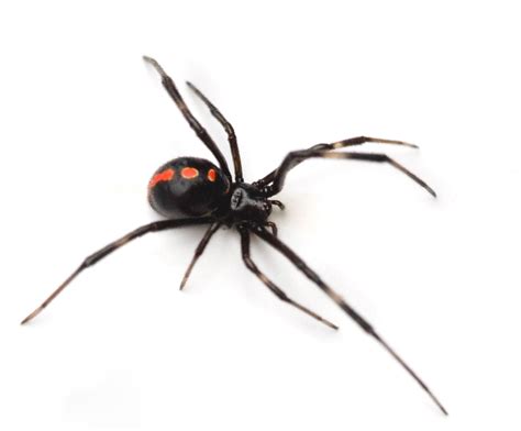 They are most common in the southern. Virus Genome Carries Black Widow DNA ⋆ Into The Void Science