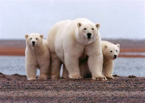 Free Picture Polar Bear Female Young Cubs Ursus Maritimus