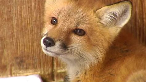 These Neighbors Are Treating And Feeding Sick Foxes Youtube
