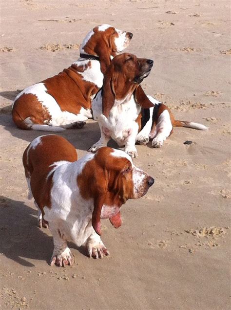 Basset Hounds Chillin At The Beach Chien