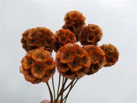Dried Scabiosa Stellata Pods Orange Color For Bouquets Etsy Flores