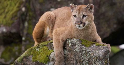 Eastern Cougars Finally Declared Extinct