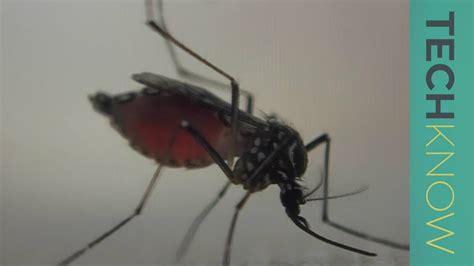 Can Genetically Modified Mosquitoes Help Eradicate Malaria Techknow