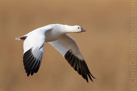 Rosss Goose In Flight — Nature Photography Blog