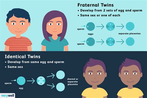 fraternal twins identical vs fraternal twins