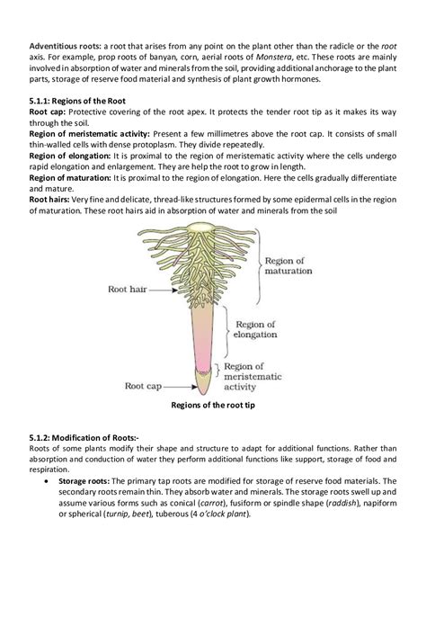 Morphology Of Flowering Plants Cbse Notes For Class 11 Biology Vrogue