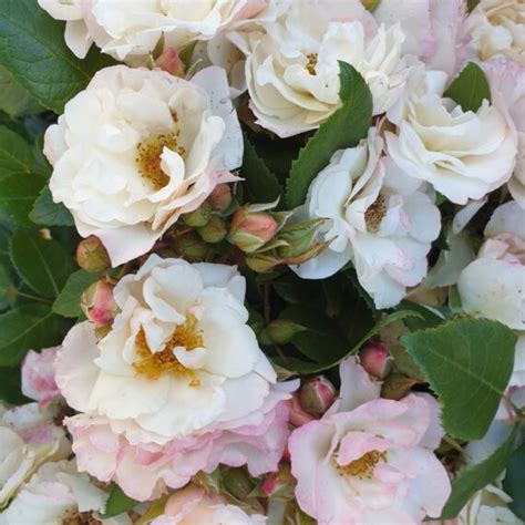 Róża Rabatowa Leśni Ludzie Róże ogrodowe Sklep Sobieszek producent