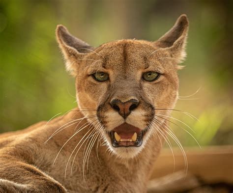 Puma In Brasilien Foto And Bild Tiere Wildlife Wildlife Sonstige