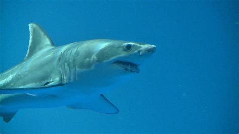 Great White Shark Aquarium