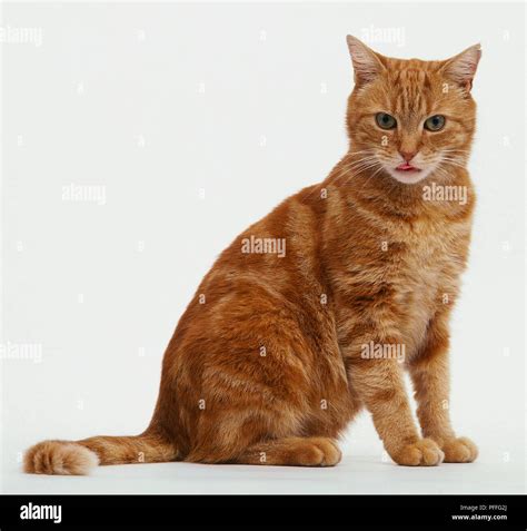 Ginger Tabby Cat Sitting Up Side View Stock Photo Alamy