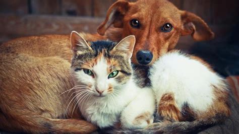 Por Qué Perro Y Gato Pueden Ser Amigos A Pesar De Sus Instintos Regiónnet