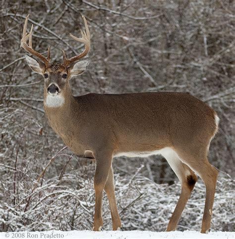 Ten Point Buck A Beautiful Ten Point Buck We Have Come Up Flickr