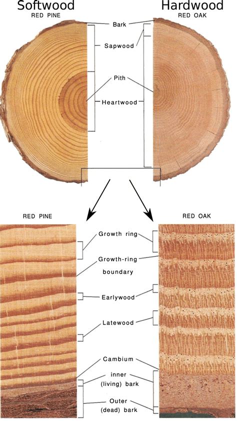 Tree Rings Diagram