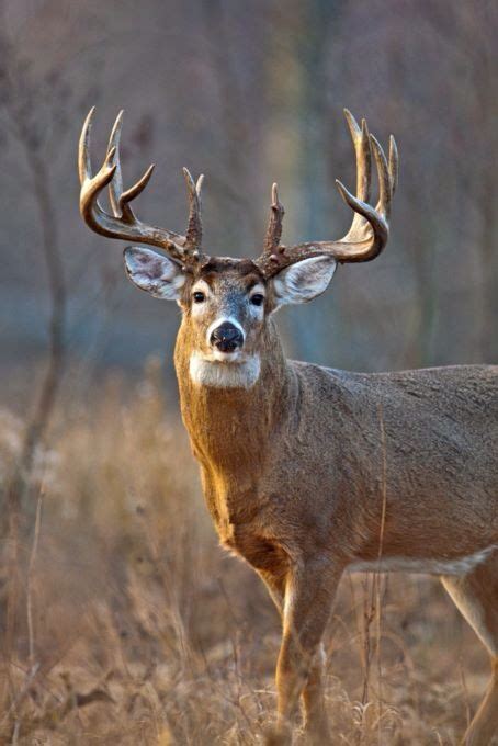 178 Best White Tail Monster Buck Images In 2020 Deer Whitetail Bucks