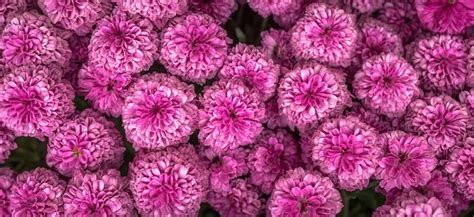 Chrysanthemum Autumn Flower Free Photo On Pixabay Pixabay