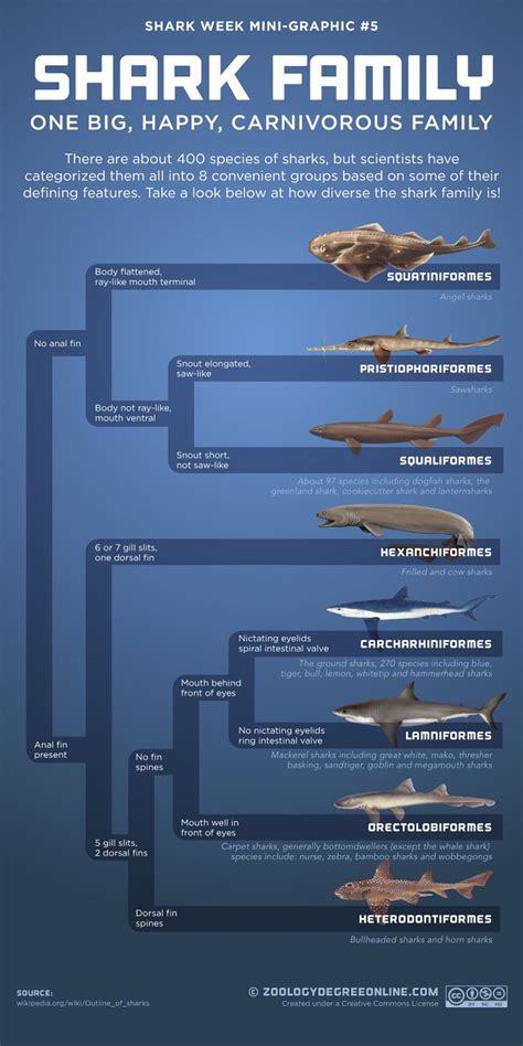 There Are About 400 Species Of Sharks But Scientists Have Categorized