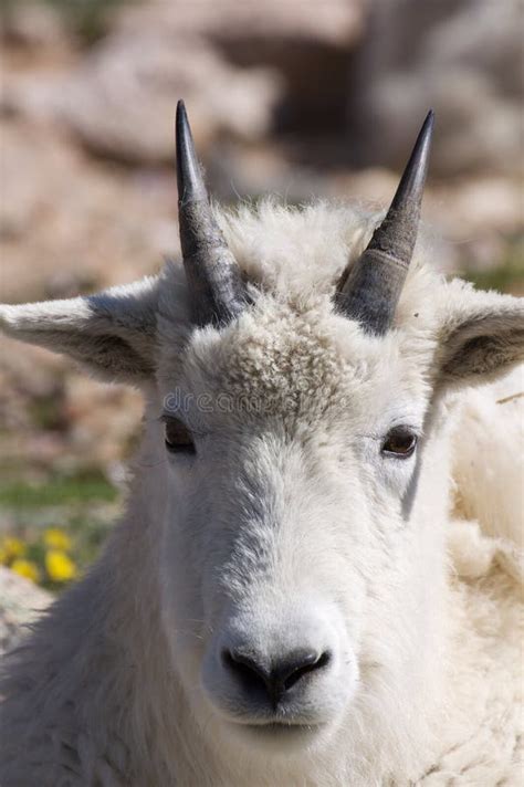 Mountain Goat Portrait Stock Image Image Of Nature Young 10205231