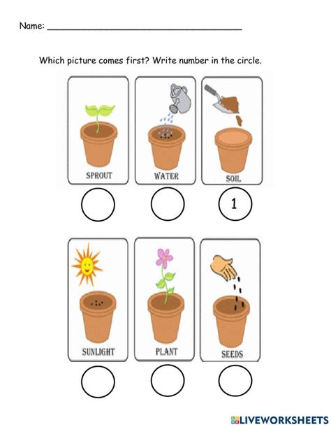 Growing A Plant Worksheet For Kindergarten