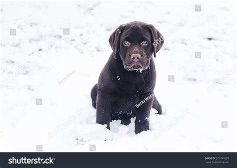 Cute Chocolate Labrador Puppy In The Snow Stock Photo