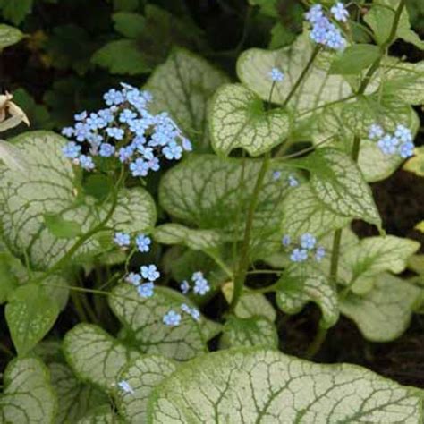 Some Blue Flowers And Green Leaves On The Ground In Front Of Plants