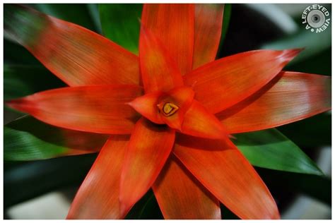 Guzmania Blossom Plan View Plant And Nature Photos A Left Eyed View