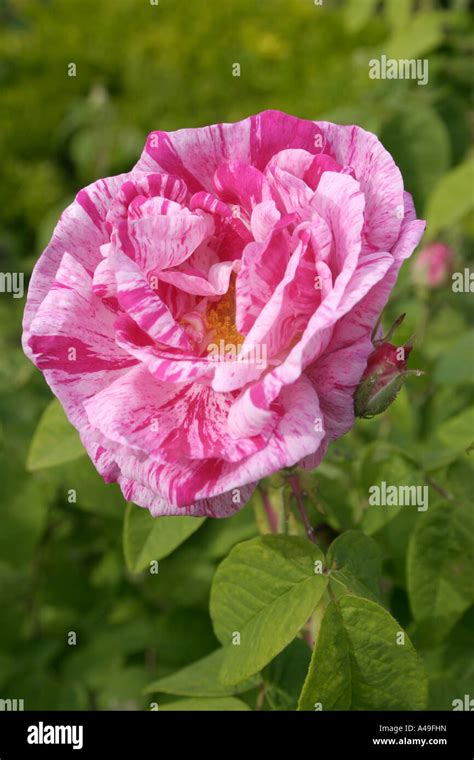 Striped Flower Of Old Rose Rosa Gallica Versicolor Or Rosa Mundi Close
