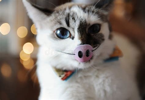 Funny White Blue Eyed Fluffy Cat With Masquerade Piglet On An Elastic