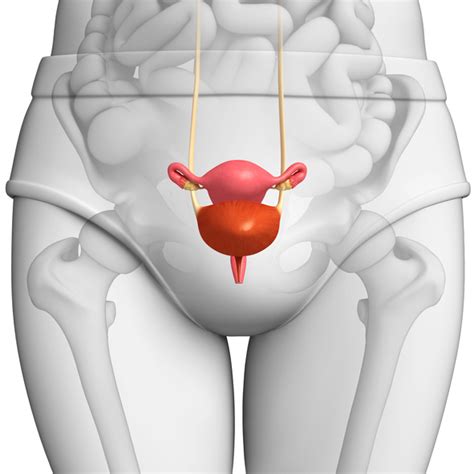 Prolapsed Bladder Cystocele Causes Symptoms Surgery And Treatments