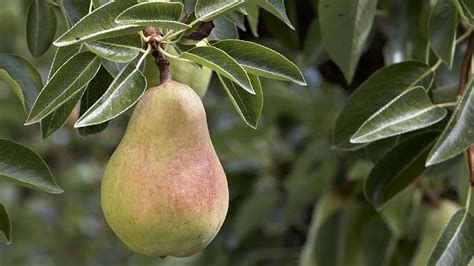 Usa Pears Launches Month Long Marketing Blitz Growing Produce