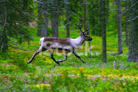 Wild Reindeer In Forest Stock Photo Royalty Free Freeimages