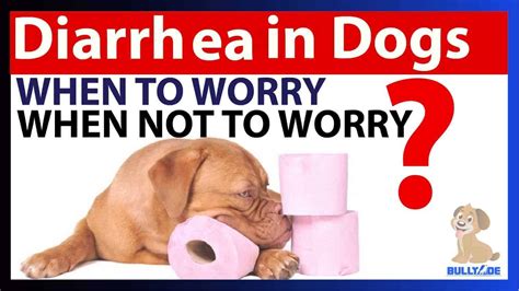 What Can Be Given To A Dog For Diarrhea