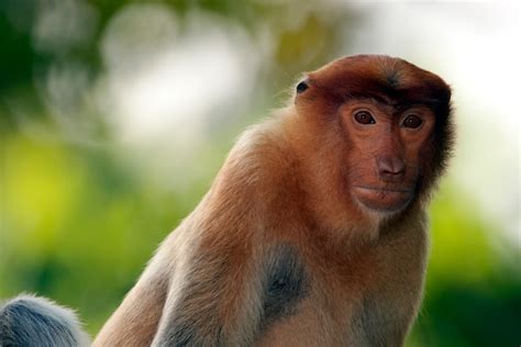 Proboscis-Monkey-Close-up-(1) - Chris Hill Wildlife Photography