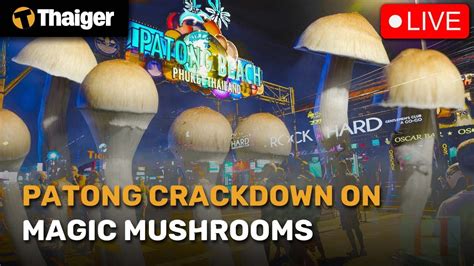 Gmt Live Patong Crackdown On Magic Mushrooms Youtube
