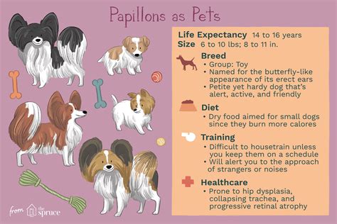 Papillon Dog Breed Characteristics And Care