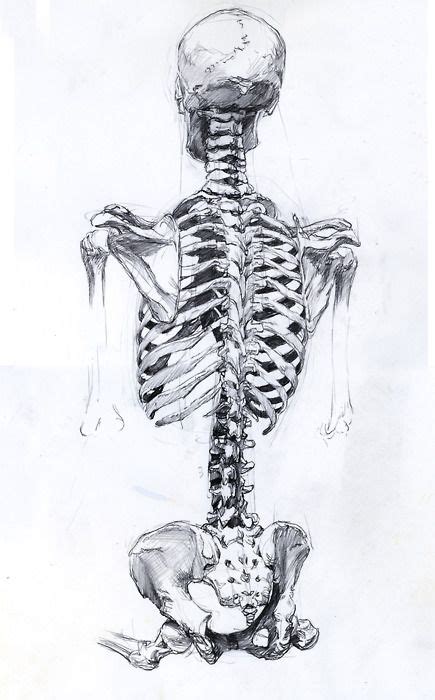 Pin By Yaksi Alanís On About Me Anatomy Art Skeleton Drawings Drawings