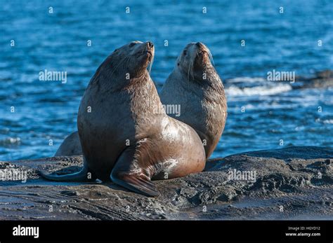 Steller Sea Lion Eumetopias Jubatus Also Known As The Northern Sea