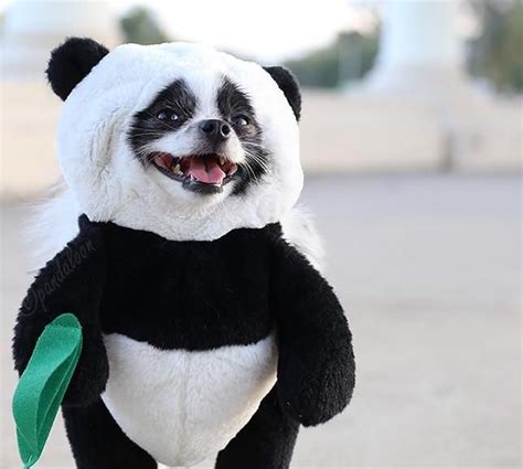 Panda Costume For Dogs — Awesome Stuff To Buy Pet Costumes Panda