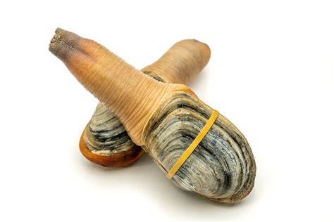 Buy Pacific Northwest Live Geoduck Clam Fathom Seafood